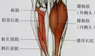 小腿运动前没拉伸好怎么办 运动前怎么拉伸小腿不长肉