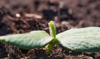 春植南瓜种子的消毒方法（南瓜种子怎样消毒?）