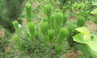 湿地松种植方法和注意事项（湿地松种植方法和注意事项是什么）