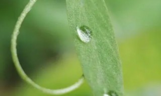 二月春雨的诗句 二月春雨的诗句有哪些