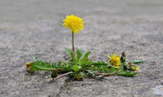 蒲公英茶功效 生地蒲公英茶功效