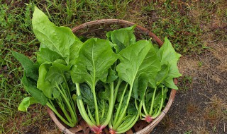 鹅蛋和菠菜能在一块儿吃吗（鹅蛋和菠菜能在一块儿吃吗孕妇）