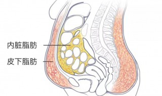 皮下脂肪怎么減掉 怎么減掉皮下脂肪