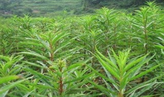 赶黄草的功效与作用 赶黄草的功效与作用及禁忌