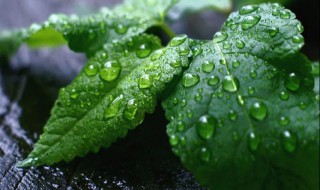 薄荷如何进行种植 薄荷如何进行种植视频