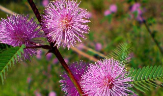 含羞草的花语是什么（含羞草的花语和象征意义）