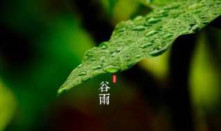 谷雨节气的介绍（谷雨节气的介绍ppt）