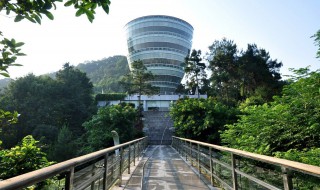 南山风景区大树叫啥树 南山风景区大树叫啥树种