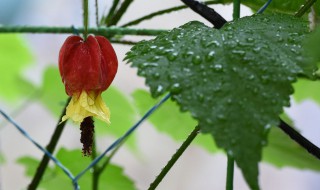 蔓性风铃花能活几年 蔓性风铃花几年开花