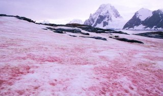 南极出现西瓜雪是怎么回事儿（南极下了西瓜雪）