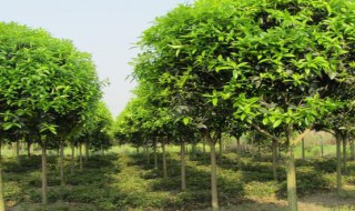 桂花树土层加高影响生长吗（桂花树土层加高影响生长吗视频）