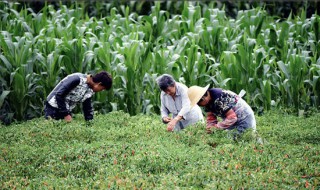 種養(yǎng)殖合作社業(yè)務范圍（種植養(yǎng)殖合作社的業(yè)務范圍）