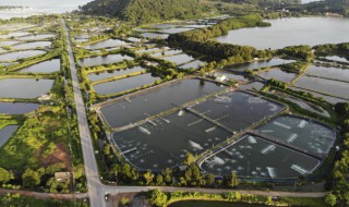 流水养鱼的小技巧（最新流水养鱼方式技术）