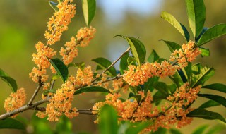 桂花豆沙的制作方法 桂花豆沙怎么做