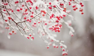 微信朋友圈下雪說說大全（下雪朋友圈說說句子大全）