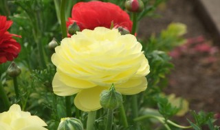 芹叶花种植方法 芹叶花种植方法图解