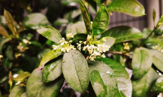 冬季桂花栽植方法 冬季桂花栽植方法和技巧