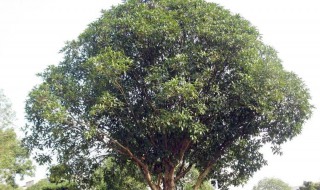 室外桂花种植方法和时间 简述室外桂花种植方法和时间