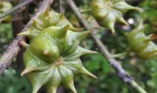 八角的種植方法和條件（八角的種植方法和條件圖片）