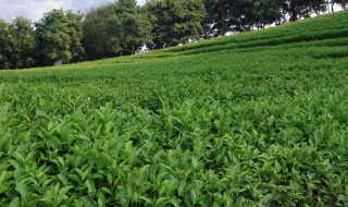 古勞茶好喝嗎 古勞茶好喝嗎好喝嗎