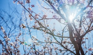 梅花夏季落叶要怎么办（梅花夏天掉叶子怎么办）