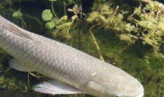 鯇魚(yú)是草魚(yú)嗎 鯇魚(yú)是草魚(yú)嗎圖片