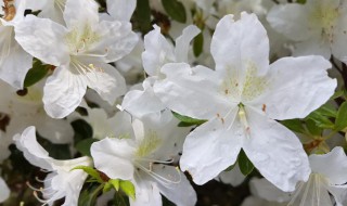 白色杜鹃花的寓意和象征（白色杜鹃花寓意着什么意思）