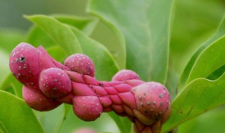 白兰花果实有什么用（白兰花有果实吗）