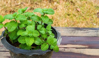 驅(qū)蚊草有哪些品種 驅(qū)蚊草都有哪些品種