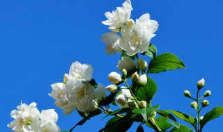 白茉莉的花语是什么意思（茉莉花和白玫瑰花语）