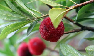 杨梅属于什么类植物（杨梅属于什么类植物类型）