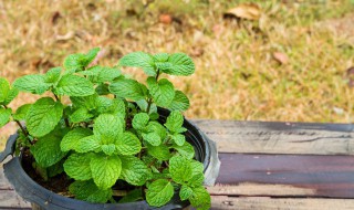 薄荷适合什么季节种植 薄荷适合在什么季节种