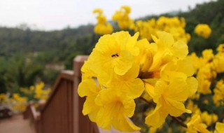 黄花风铃木寓意 黄花风铃木的寓意