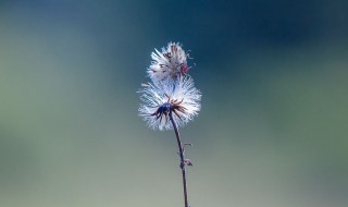 蒲公英茶每天喝可以吗 蒲公英茶每天喝可以吗