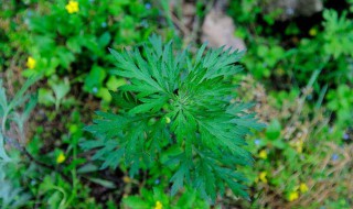 艾草的功效与作用禁忌（孕妇可以用艾草的功效与作用禁忌）