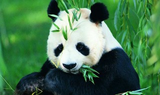 中國哪些動物園有大熊貓 中國哪些動物園有大熊貓保護區(qū)