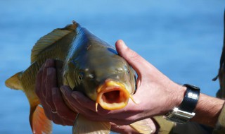 春季多少度適合釣鯉魚 春季什么溫度適合釣鯉魚