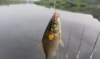 鯽魚春天什么時(shí)候好釣 初春釣鯽魚最佳時(shí)間