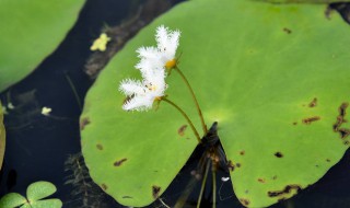 金銀蓮花怎么分株 金銀蓮花分株的月份