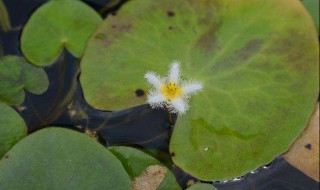 金銀蓮花怎么養(yǎng)（金銀蓮花的養(yǎng)殖方法注意事項）