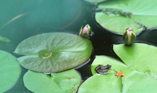 水芙蓉的叶子能吃吗 水芙蓉适合家养吗