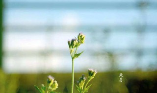 处暑节气的由来 处暑节气的由来和故事