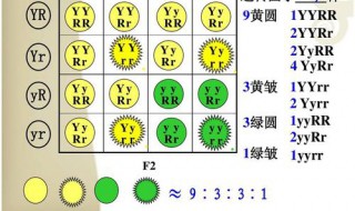 9:3:3:1满足什么定理 3+1定律