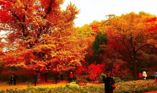 香山紅葉什么時間最紅（香山紅葉什么時間最紅遍?）