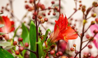 干花插花有哪些技巧 如何插花干花