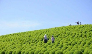 红地肤种植时间和技巧（红地肤生长周期）