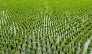 水田种植技术和方法（水田农业生产条件）