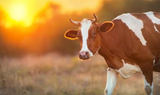 肉牛增重最快的方法 肉牛增重最快的方法视频