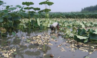 池子藕种植方法（水池种藕的方法）