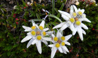 雪绒花怎么养 雪绒花怎么养护